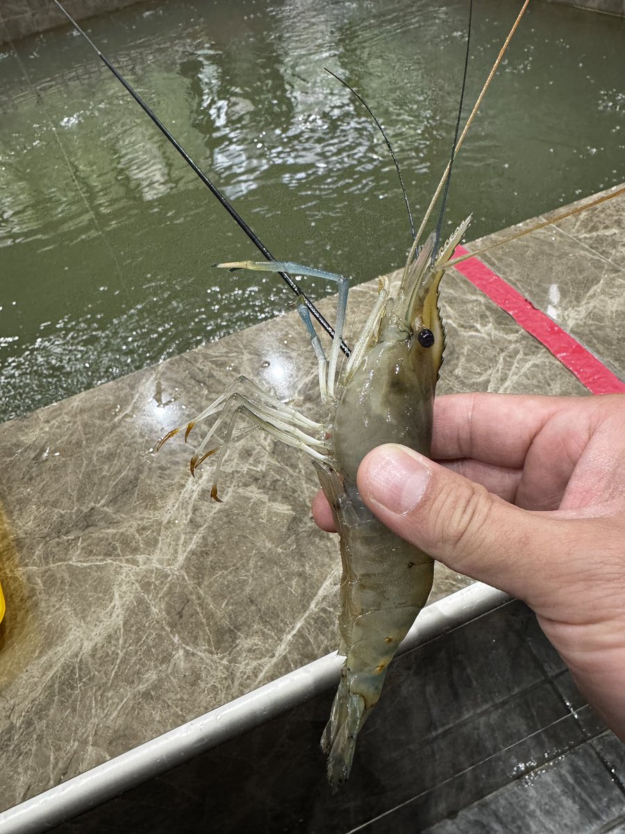 Dogs275's tweet image. 久々にやりたかったエビ釣り。30分で3匹釣れてるから良好な出だし🍤