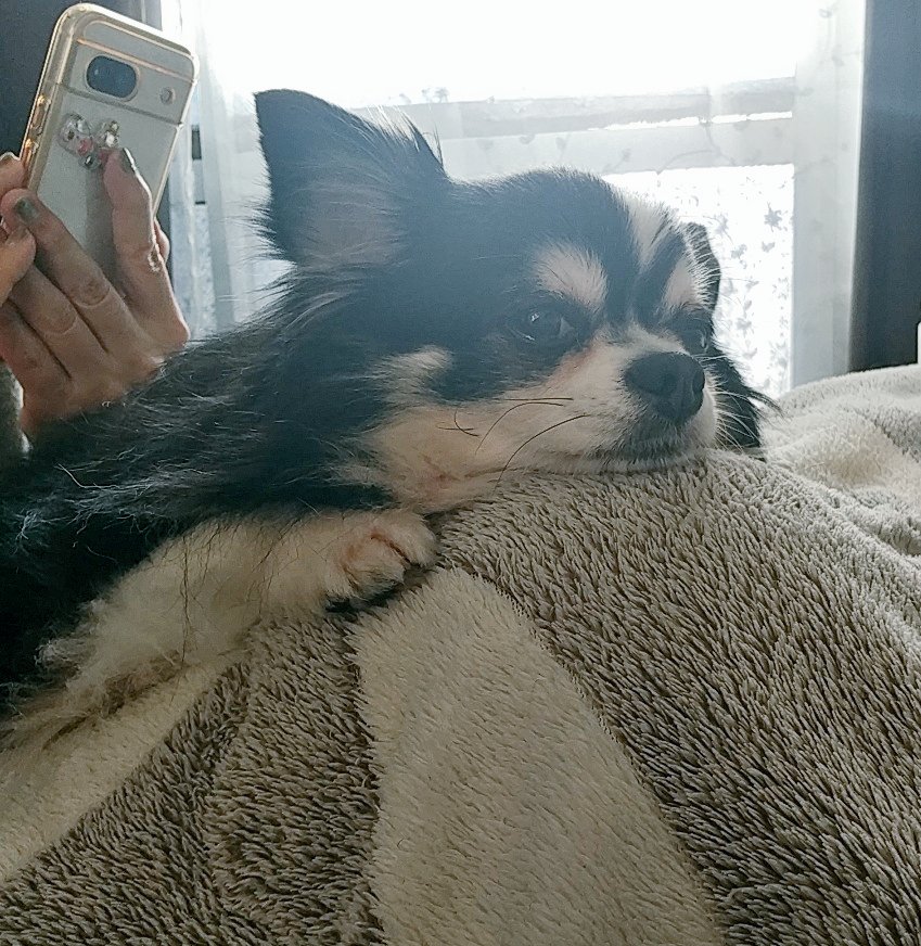 箱根駅伝見てるチワワ #箱根駅伝 #チワワ #チワワ党