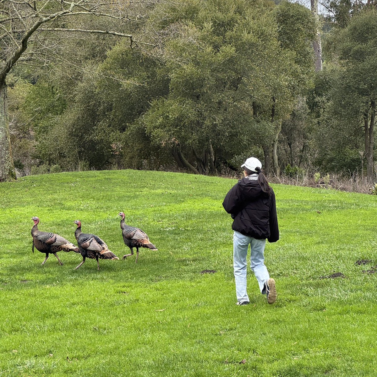 ベイエリア旅行Day9。Tilden Little Farm。高1娘が野生の七面鳥と散歩。
