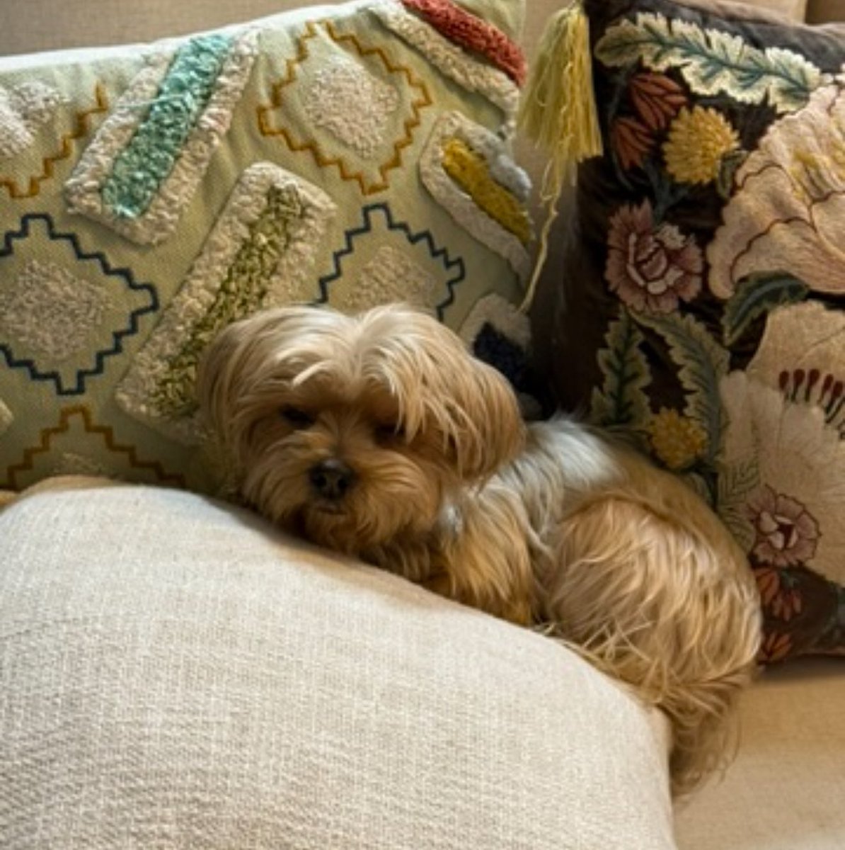 Priya Kumar tweet media