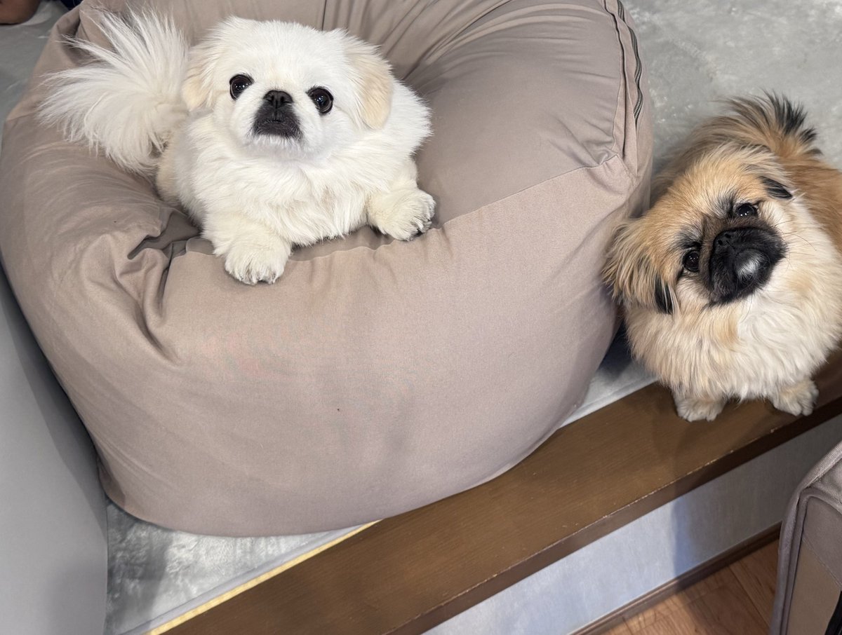 はるか (@maguritto) / Posts / X