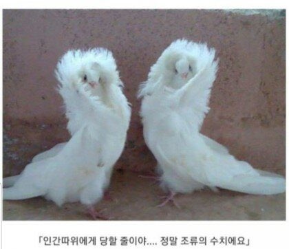 6b7oom's tweet photo. 스텔라의게티아친구들다이렇게생겨서호감 https://t.co/suQTCzGWYY