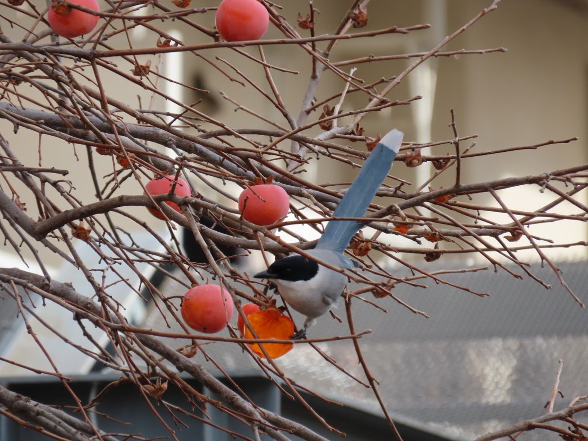 あけましておめでとうございます。

2026年もチャレンジの年です。

思いを実現します。

#低浮上気味です