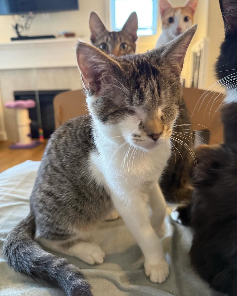Cats of Meow York. tweet media