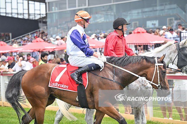 Nadia Horne ❤️🛵🐶🌹 tweet media