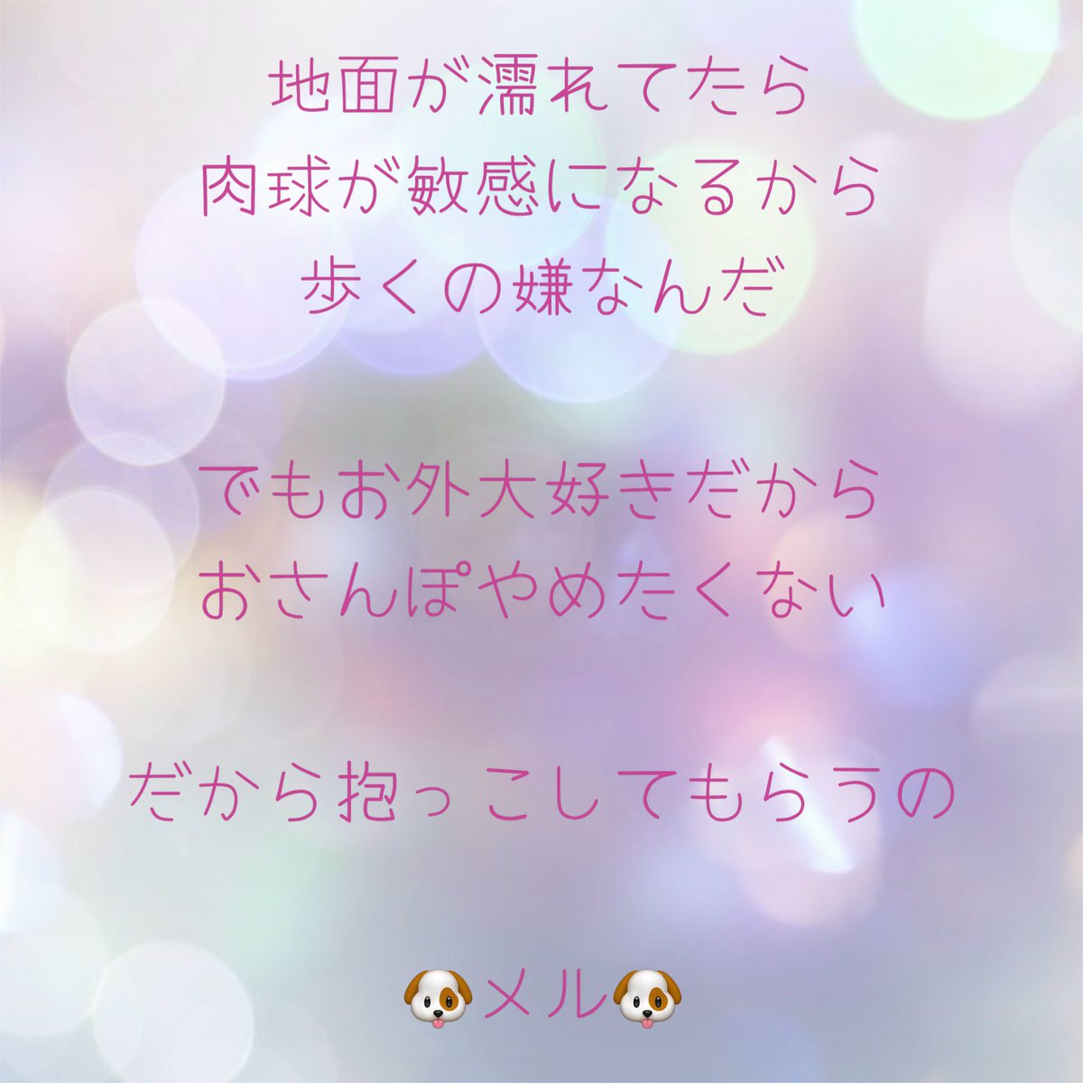 melltan_'s tweet photo. メルさんに質問してみた🙋‍♀️
👩「そういえば…地面が濡れてると途中から歩かないのはなんで？」
🐶「足がびちゃびちゃになるのから嫌になるんだよ。ママも嫌でしょ🤨」

……たしかに😂

お話ができると、
毎日がちょっとやさしくなります😆✨
#アニコミ
#アニマルコミュニケーション https://t.co/clEgXe38Vk