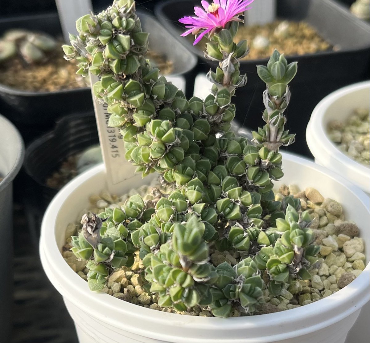 なべりん ぷらんつ【公式】 (@naberin99) / Posts / X