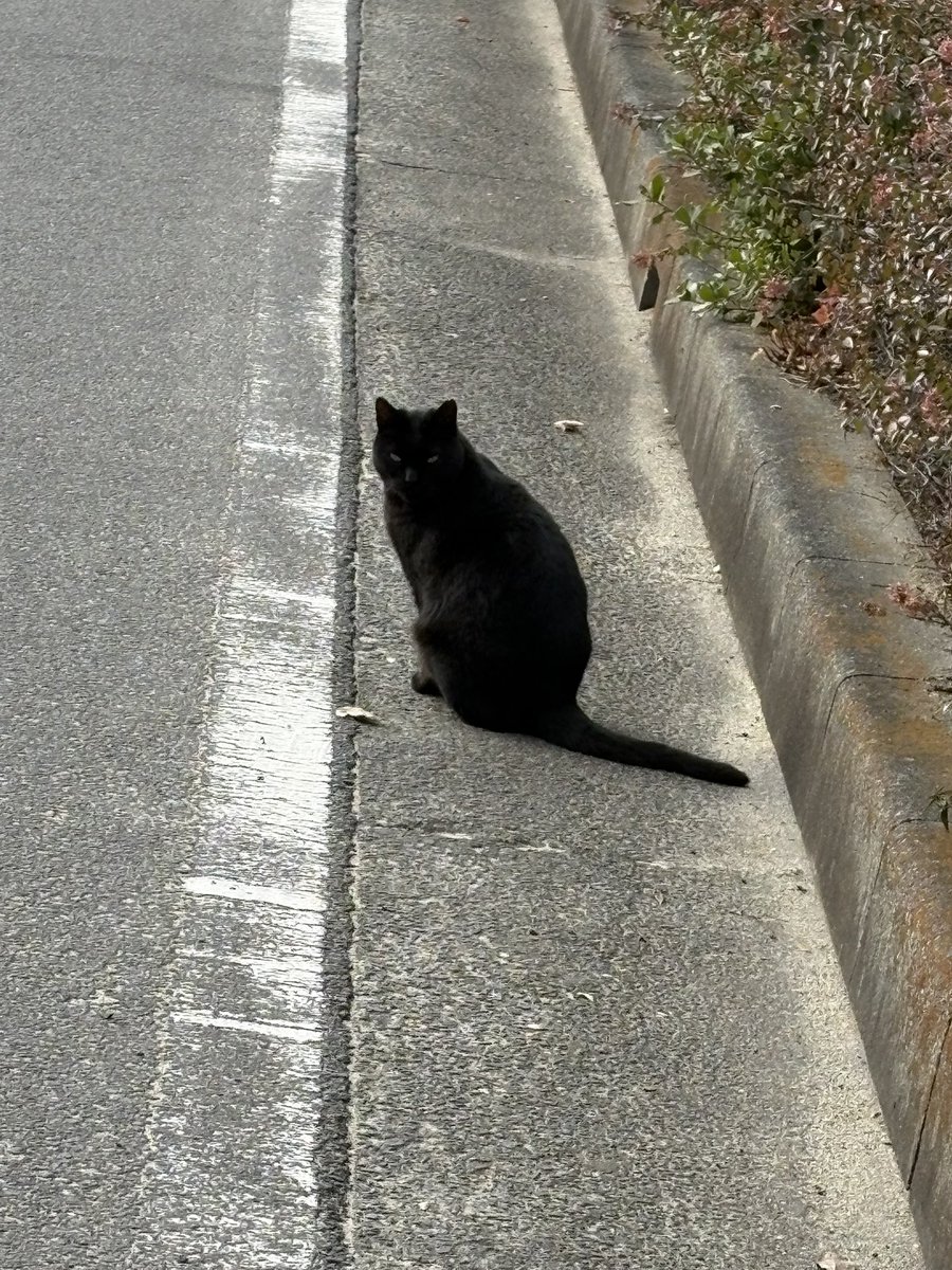 白猫 (@mk18sr) / Posts / X