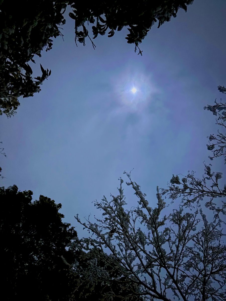 深夜に撮った月と雪が積もった枝。綺麗だった🌙❄️

道路の雪はもうなさそう。
昨日つくった小さな雪だるまもあっという間に溶けてた。
