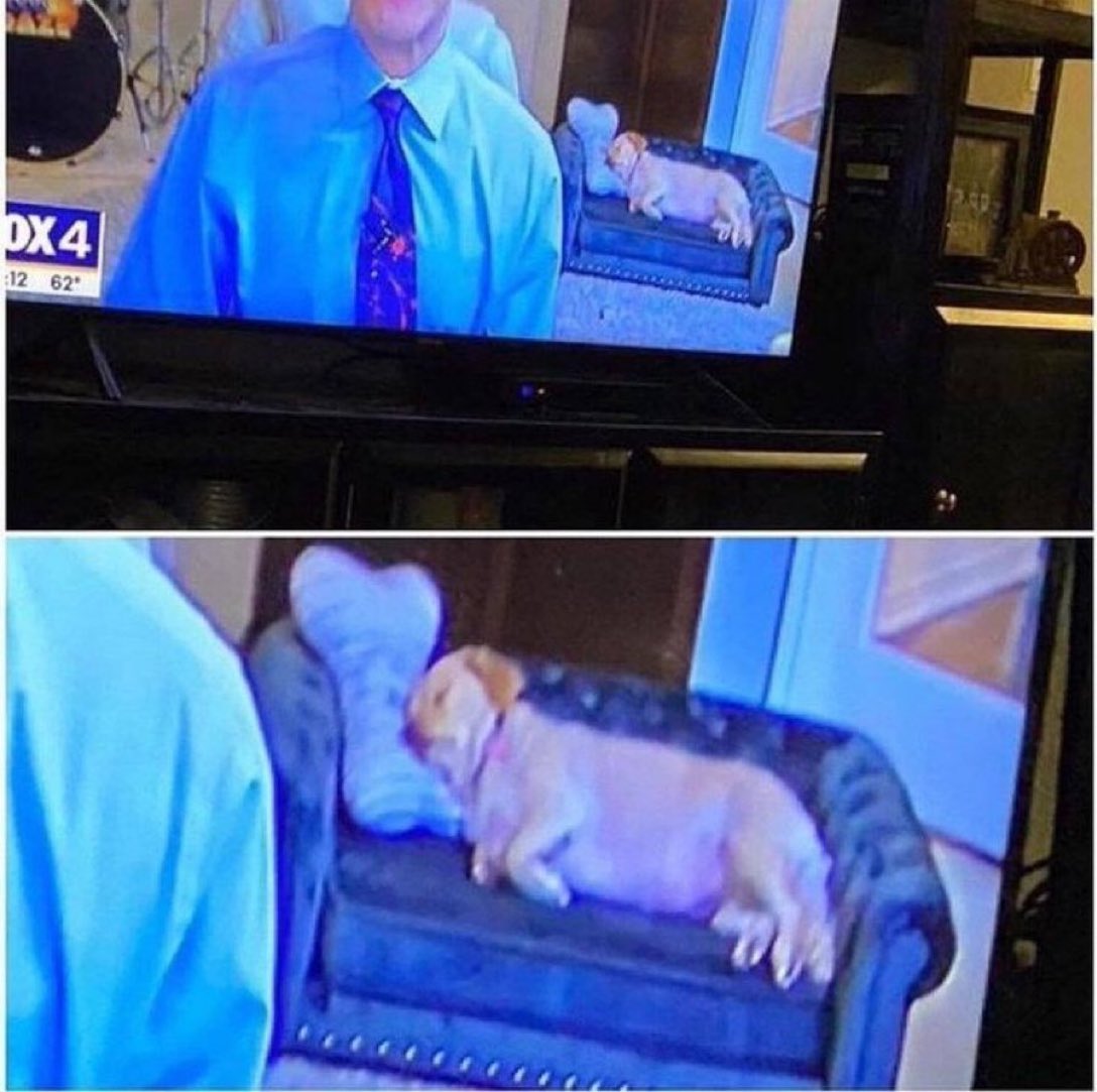 Puppieslover's tweet image. 