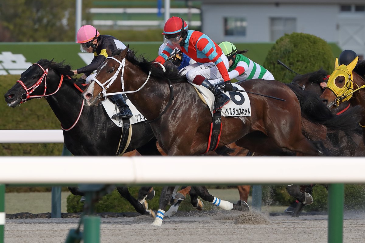 2025年12月27日（土）阪神競馬場

☆8R🥇3歳上2勝
ベルジュロネットと鮫島克駿騎手

馬名意味は小鳥のセキレイ
母は重賞5勝のベルカントです🐴

鮫島騎手はこの日2勝目👍
中団内から上手く捌いて抜け出して来ました。ＧⅠ初勝利へ向けて機は熟した感じがあります😊