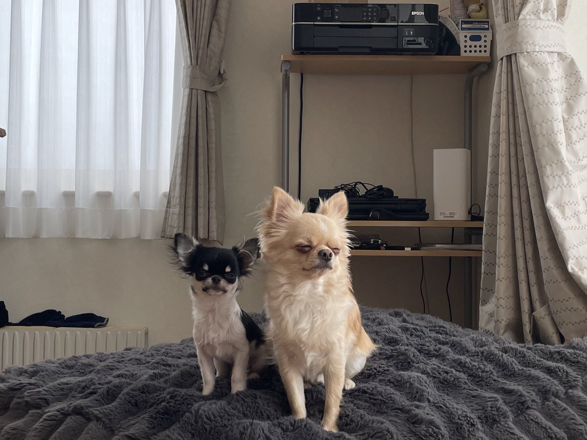 no1menkoinu's tweet image. 今日距離近め