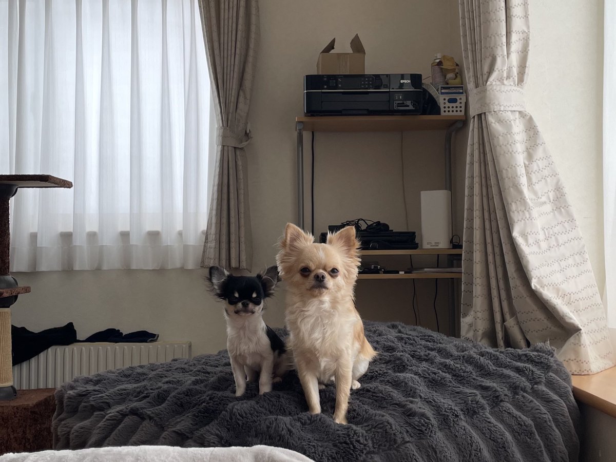 no1menkoinu's tweet image. 今日距離近め