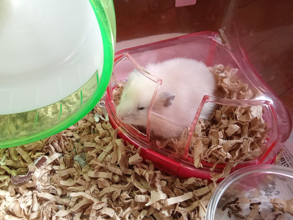 琴🐹🍀 (@kotobushyo) / Posts and Replies / X