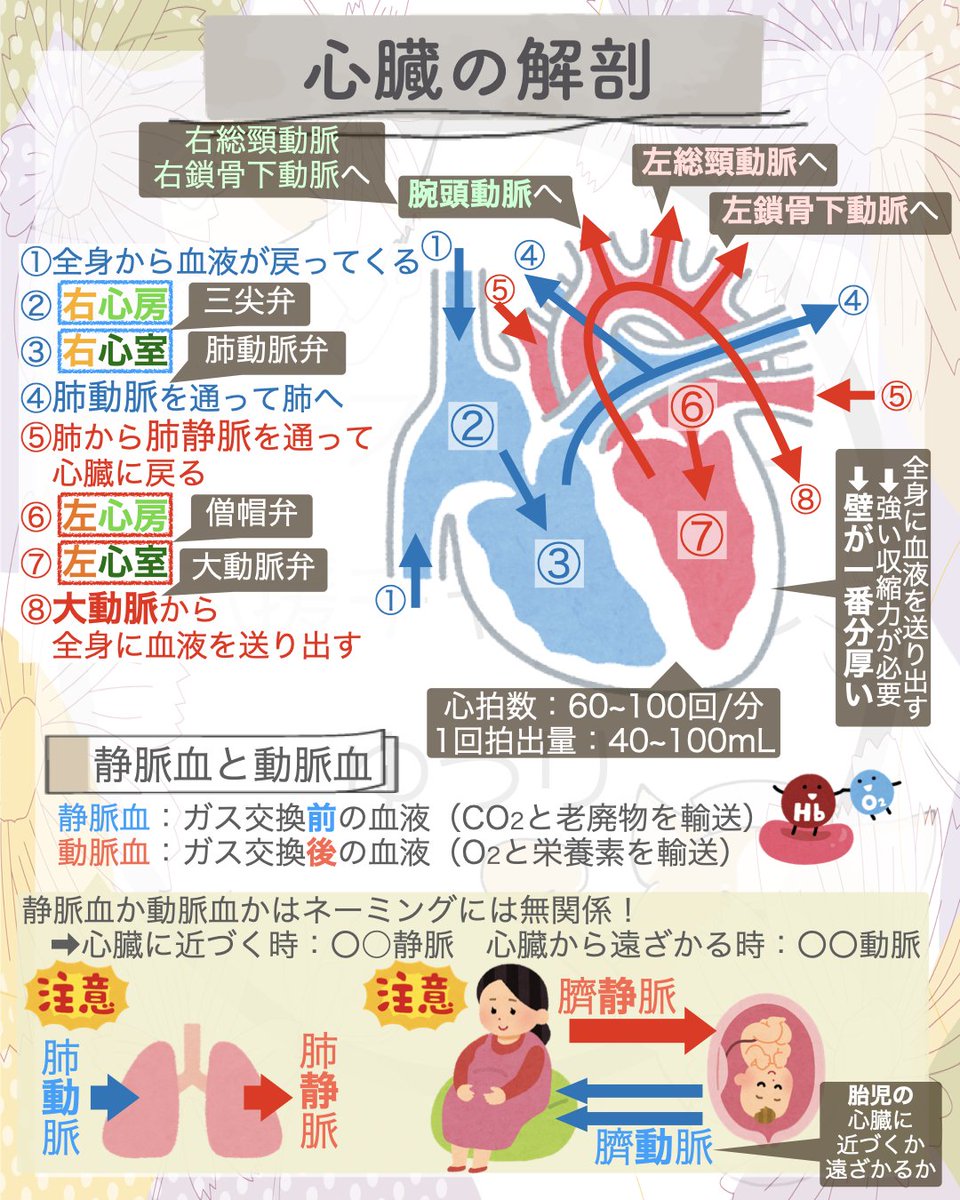 yuri_nurse39's tweet image. ＜心臓の解剖＞