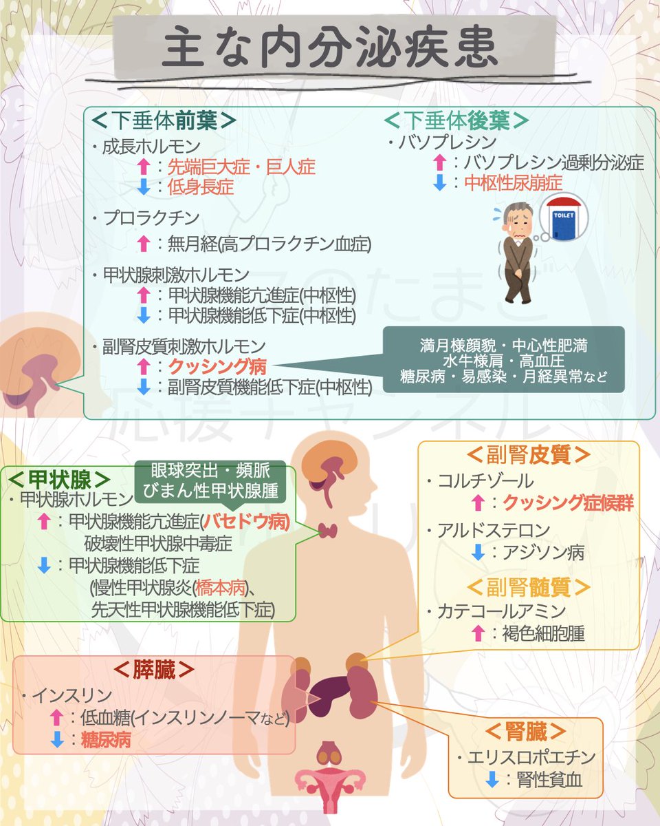 yuri_nurse39's tweet photo. ＜主な内分泌疾患＞ https://t.co/PDfEGJW0gJ