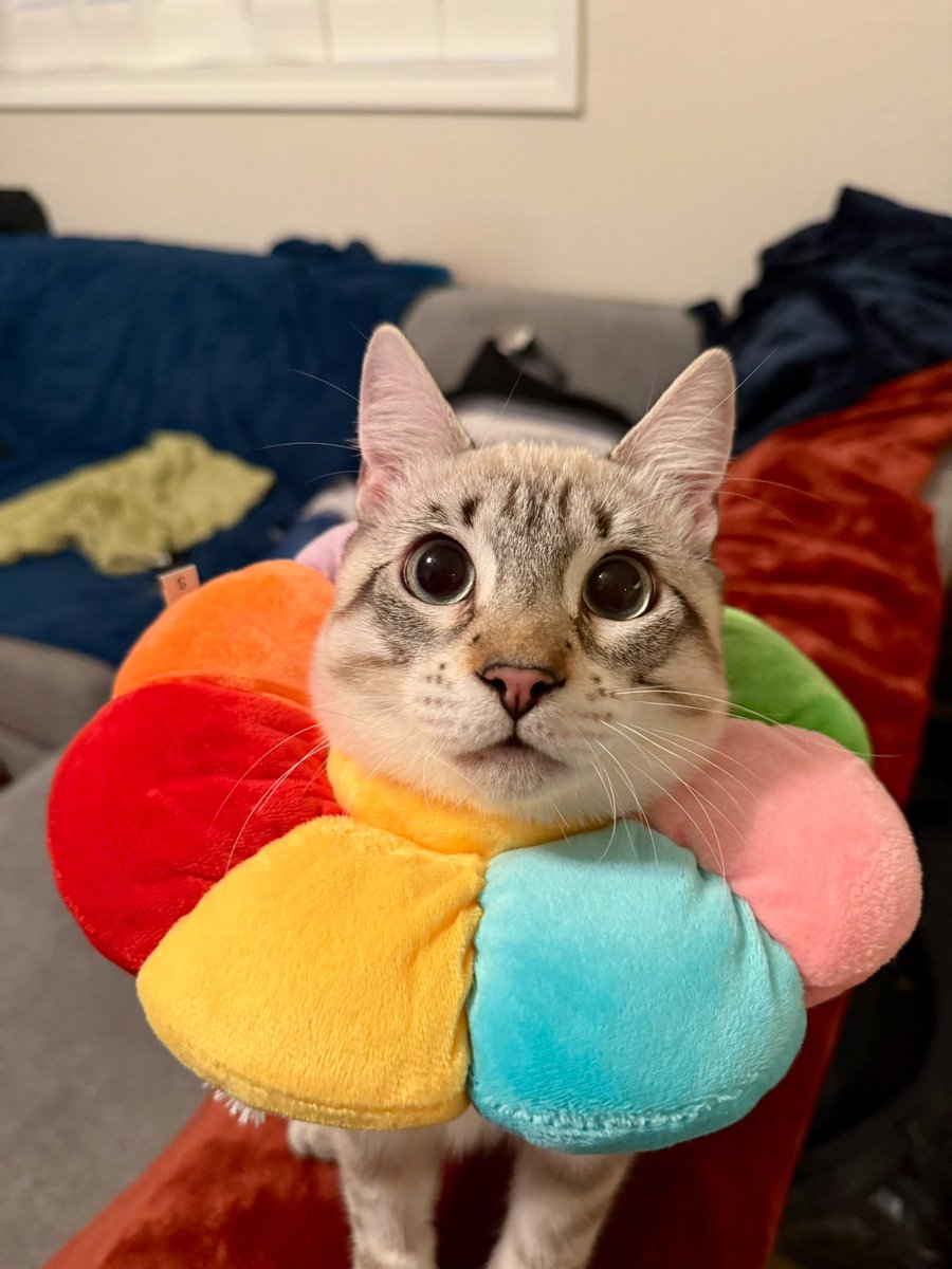 feederofcats's tweet image. the wonky-lunged boy survived his neuter today everyone say good job Lentil (I need a xanax)