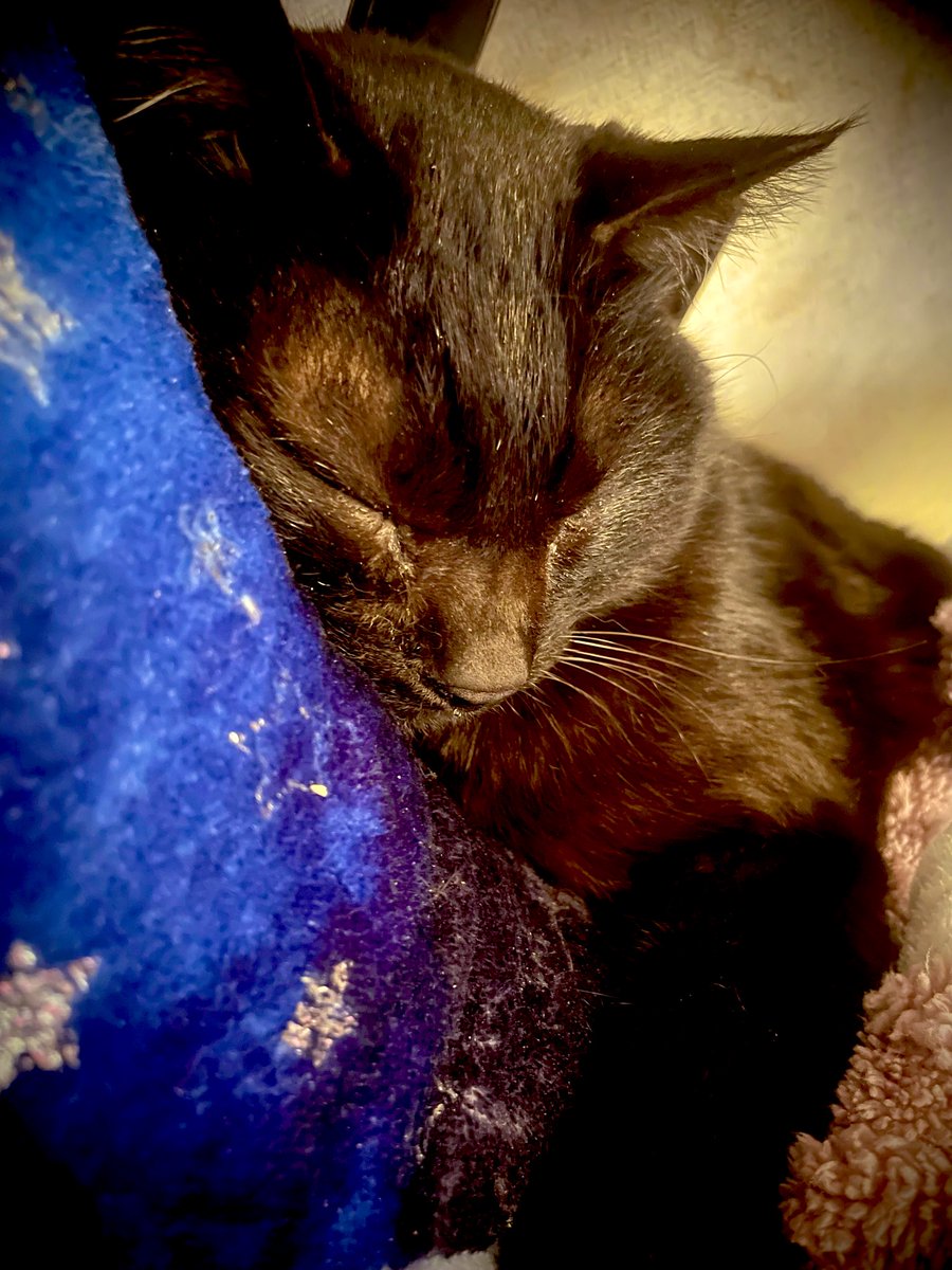 尊すぎる猫たちへの無償の愛の形を教えてください。 やっぱ、爆睡し