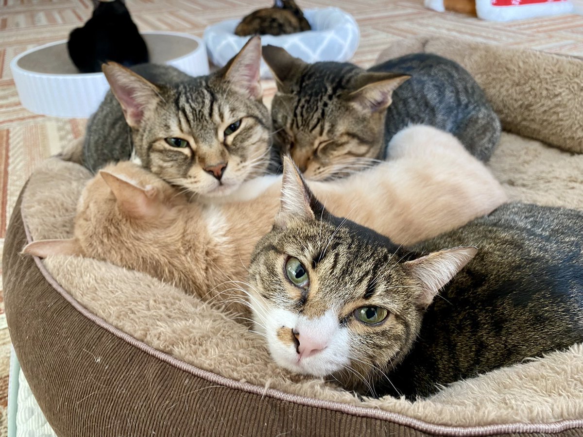 今日一番激安なりましたよ♡︎(❊︎´︶`❊︎)。۞·: E3%81%82%E3%82%89%E3%81%97%E3%81%A1%E3%82%83%E3%82%93