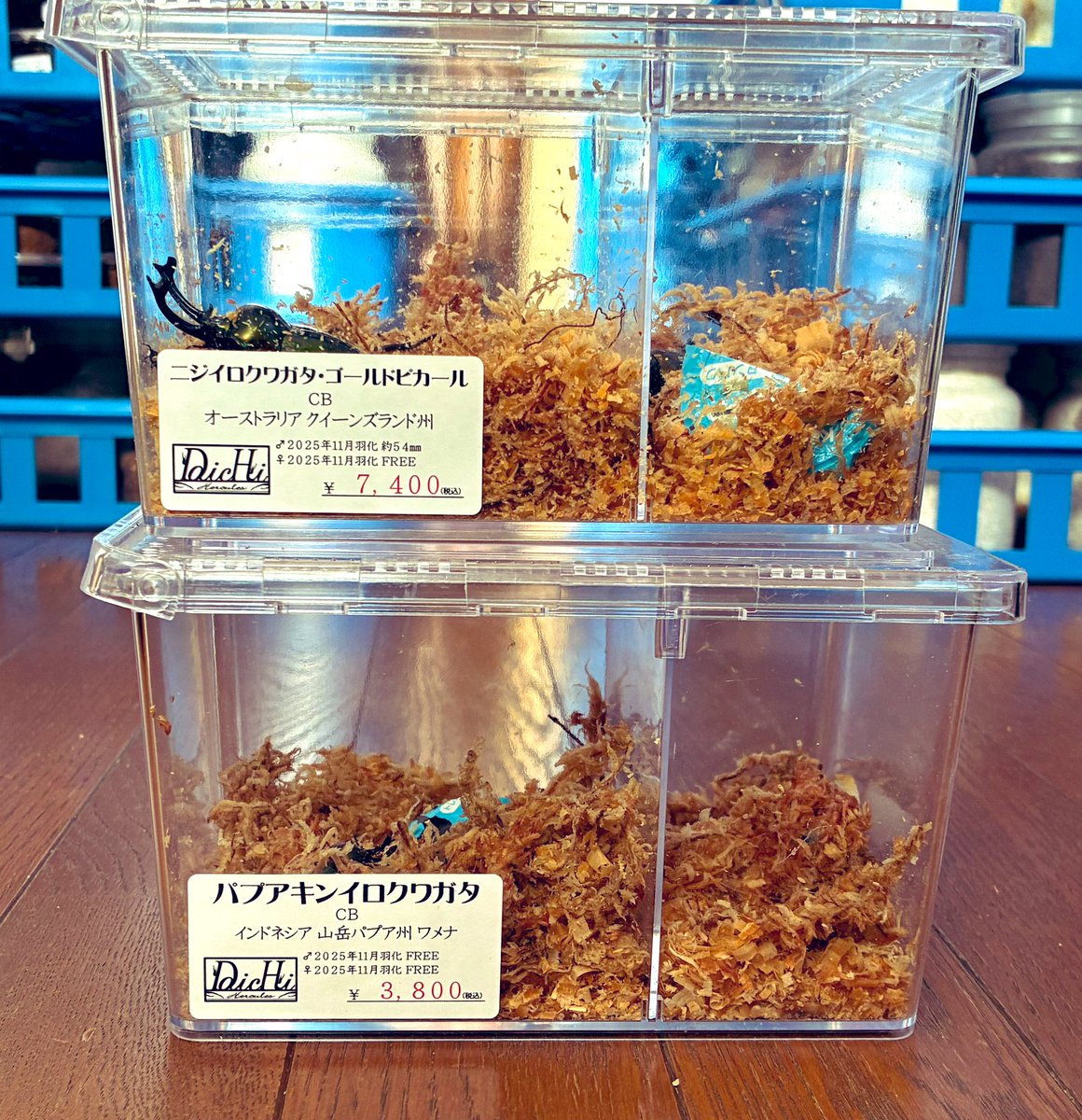 2日続けてインセクトジョーカーさんに行って材とDaichiさんの福袋を追いガチャした結果がこちら😇
まさかのニジイロとパプキン！🤣
あれれ？ウッディは？ミラビリスは？アヌビスゾウカブトは？
<a href="/daichi_0816_KB/">DaicHi</a>