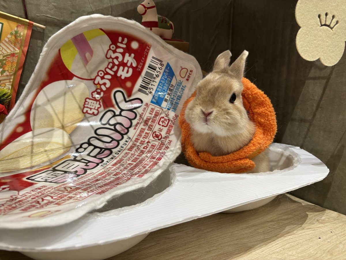 本日の雪見だいふくちゃんズ🤍その①！
#むぎちゃん
#くるみちゃん
#モコちゃん
#うさぎのしっぽ　#うさぎのしっぽビナウォーク店　#うさぎ専門店　#토끼　#兔子　#rabbit