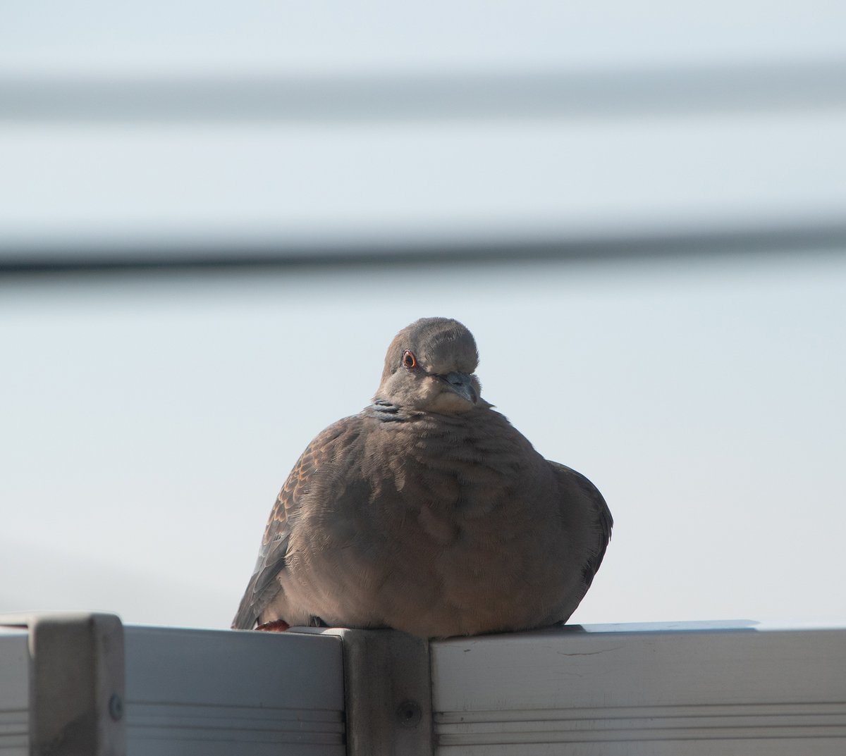 去年は大変すぎる一年だったけど、なんとかくじけずここまでこれたから、今年も頑張ろう。