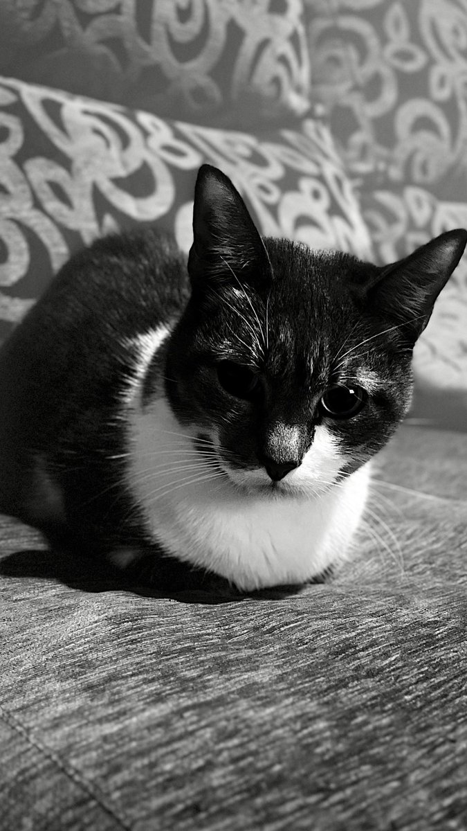 JAZZCAT😺 tweet media