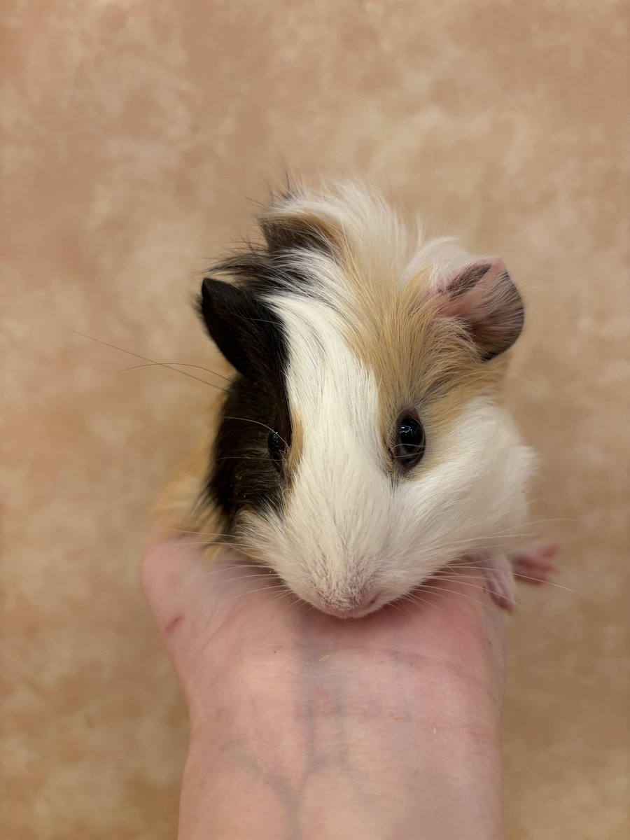 【🌸お迎え報告🌸】
アビシニアンモルモットさんお迎え決まりました✨
とても慣れてる子でした！
色の配色も最高(*｀ω´)b
おうちのモルさんと仲良くね！
お幸せに！！
 #ふれあいあにまるぱーくRicky
 #秋田イオン中央店
 #ペットショップRicky
 #お迎え報告