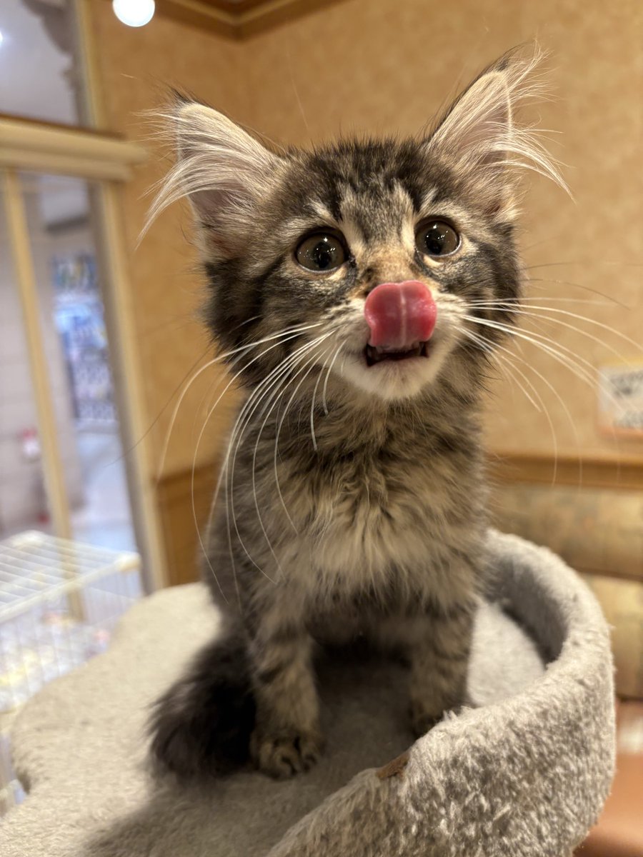 【🌸お迎え報告🌸】
ノルウェー×サイベリアン
お迎え決まりました✨️
甘えん坊ベタ慣れちゃんでとっても人気の子でした
おうちにはRickyでお迎えした猫ちゃんが🫶
仲良くできるといいな！
お幸せに！！！
 #ふれあいあにまるぱーくRicky
 #秋田イオン中央店
 #ペットショップRicky
 #お迎え報告