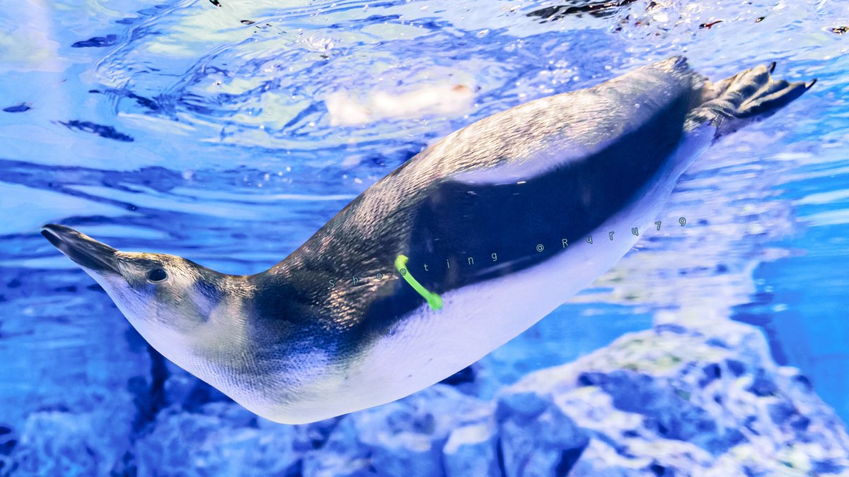 るるなっく (@ruru79) / Posts / X