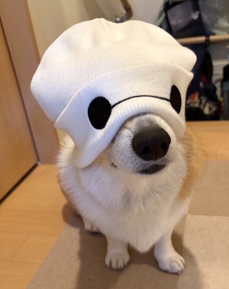 ベイマックス コーギー