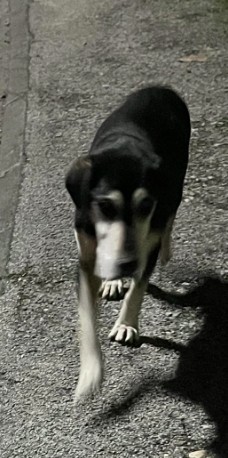 03.01.26 Signalés errants : 2 chiens à Lavaur (Ave Besse, vers voie ferrée). 1 chien noir/feu qui à l'air âgé, type croisé Beauceron. Pas de photo du 2ème. #Tarn