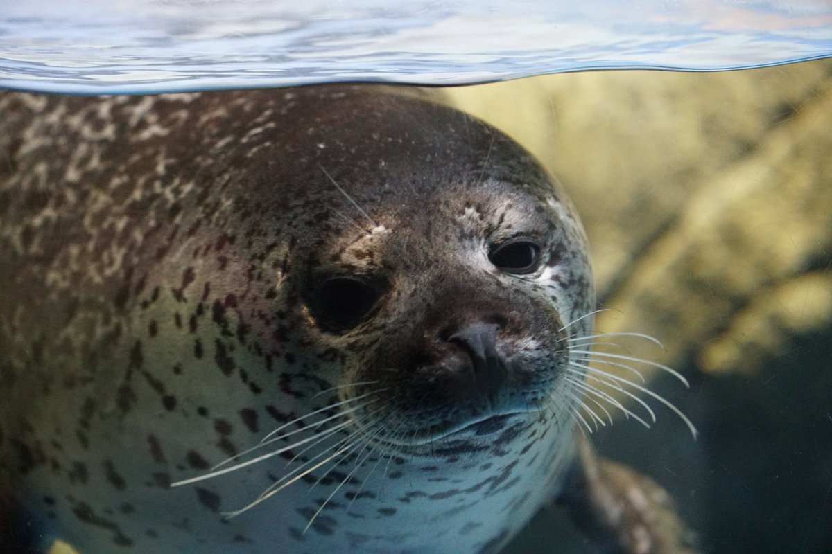 アオイ (@jaoiyazarashi) / Posts / X