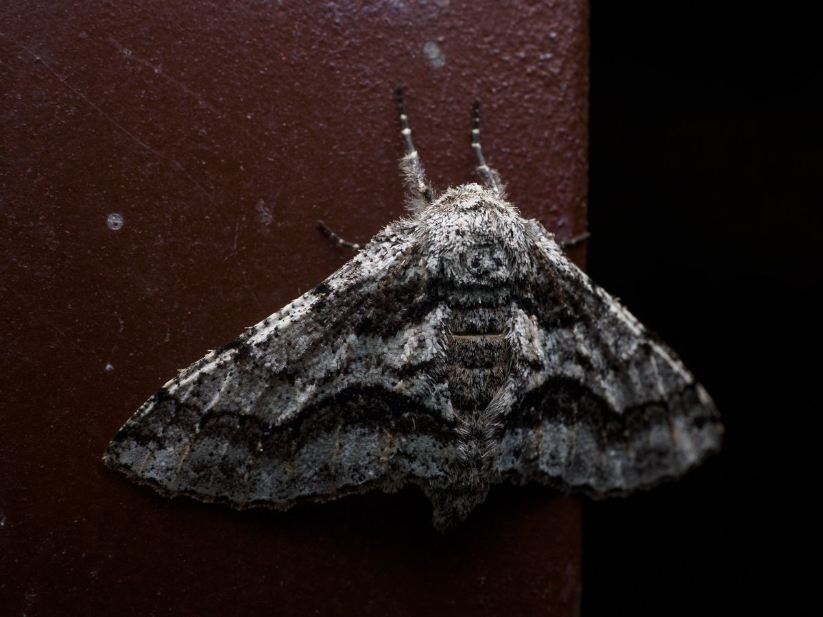 Actiusaliena's tweet image. チャエダシャク