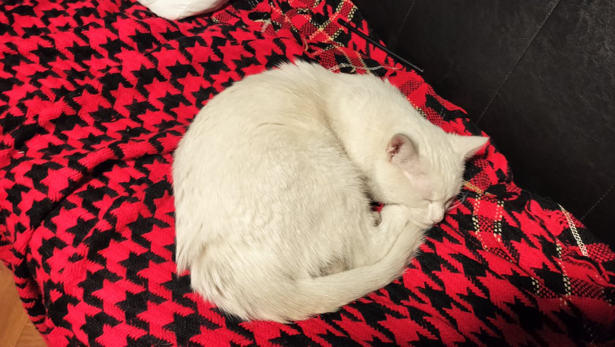 bakupc4's tweet image. やれやれ、やっと静かになったか…という感じで傍らでまったりしてます。７日間延べ14名への接客をこなしてお疲れモード。少しずつ人慣れしてくれて主も嬉しい。またの来訪を紬共々お待ちしておりますm(__)m