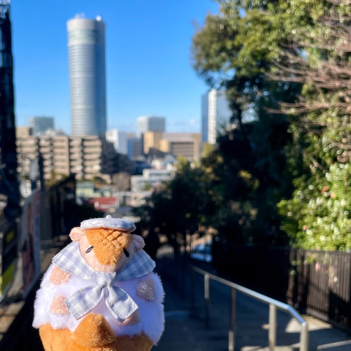 Hamstep8686's tweet image. 本日はアフターコミケを入り口だけ見て、渋谷オータムは悉く売切れで缶バだけ買い…でしたが、良い天気の常世神社を参拝してヴリンスを見晴らし、ョンのおみくじ引けたのでトータル大吉でした！