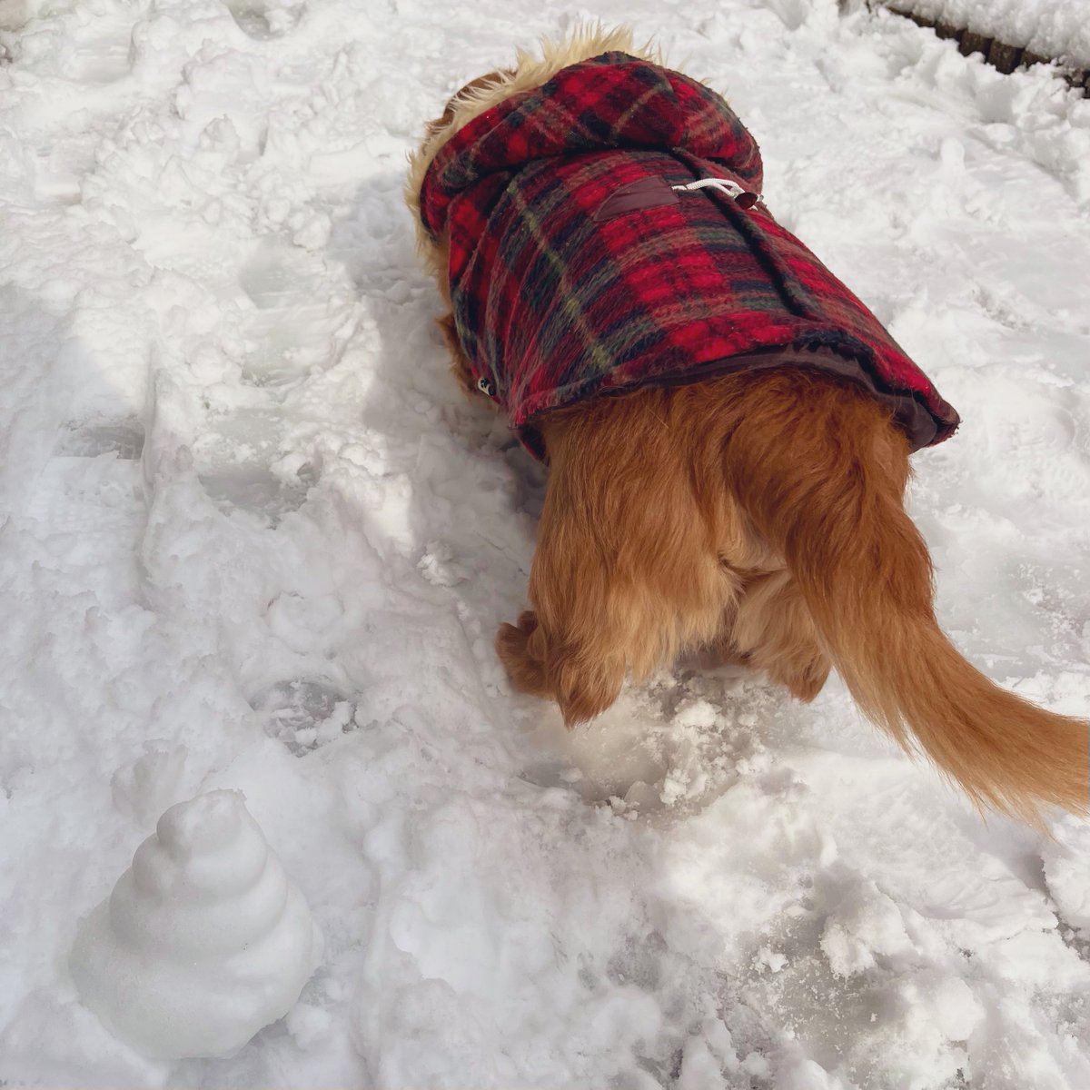 寒いですね( .  ̫ . )❄️
癒しのけんちゃん( .  ̫ . )🤍