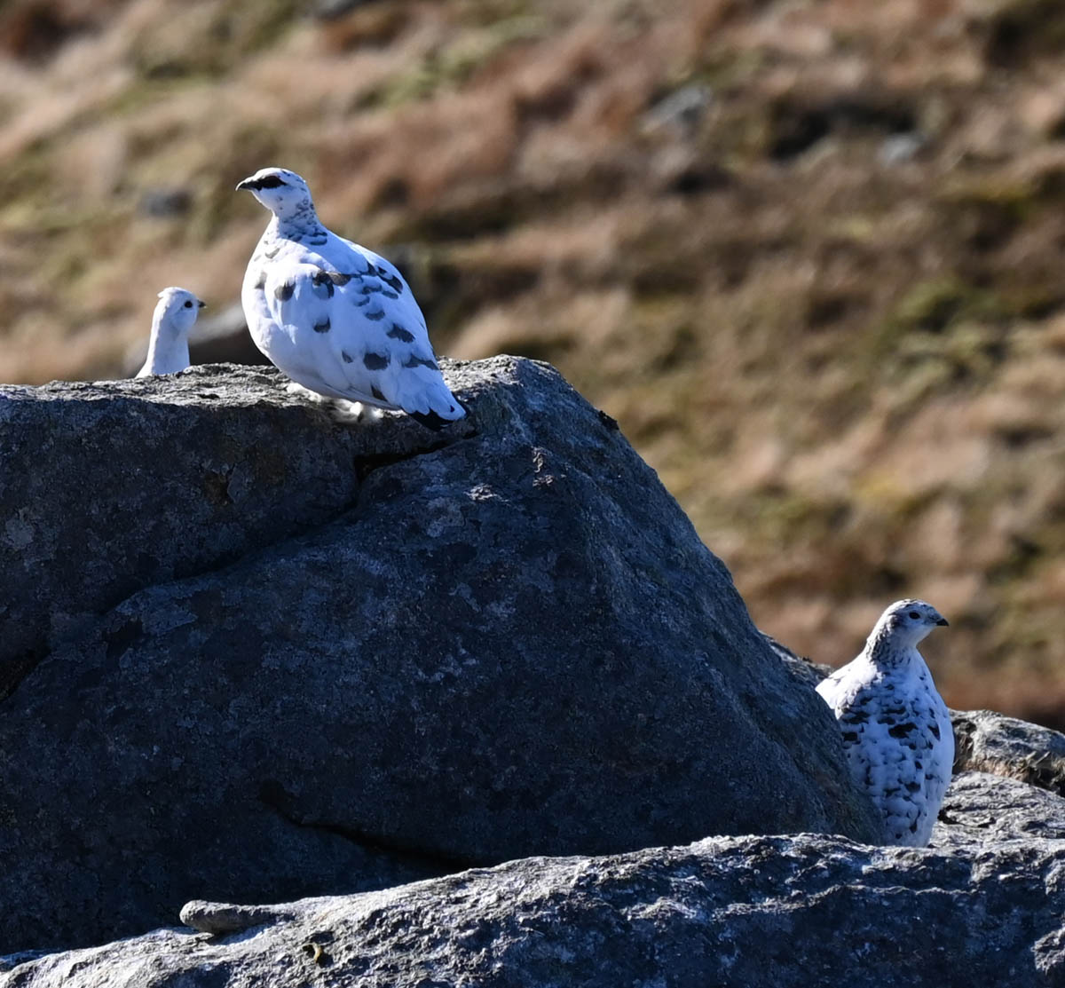 Spurtle284's tweet image. Garbh Bheinn from the west. 25th December 2025 

kinleyhazel.wordpress.com/2025/12/25/gar…