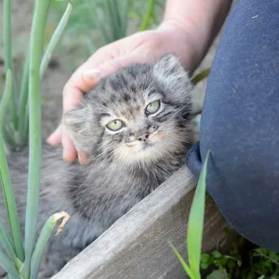 dodecadodoeerd's tweet image. AI. If you want a REAL case of a wild manul being found and rescued by humans research Dasha from Russia