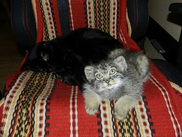 dodecadodoeerd's tweet image. AI. If you want a REAL case of a wild manul being found and rescued by humans research Dasha from Russia