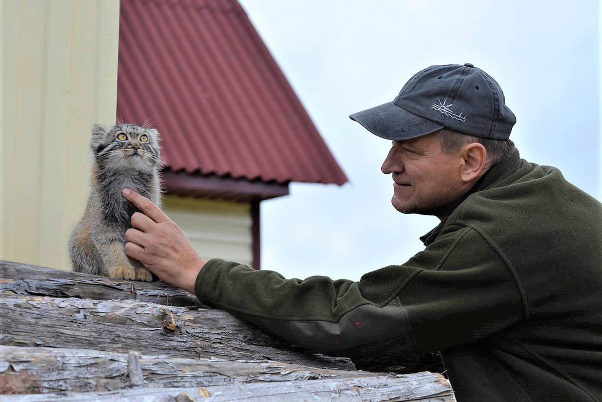 dodecadodoeerd's tweet image. AI. If you want a REAL case of a wild manul being found and rescued by humans research Dasha from Russia