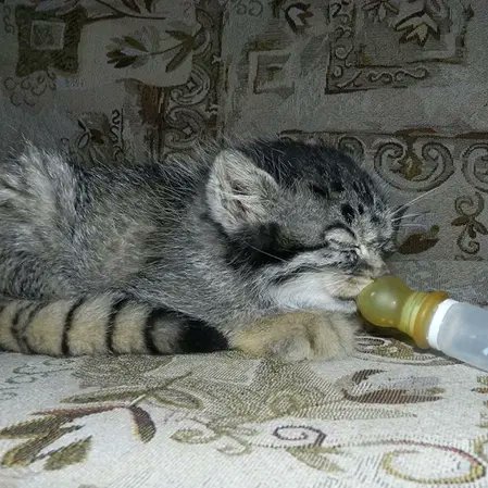 dodecadodoeerd's tweet image. AI. If you want a REAL case of a wild manul being found and rescued by humans research Dasha from Russia