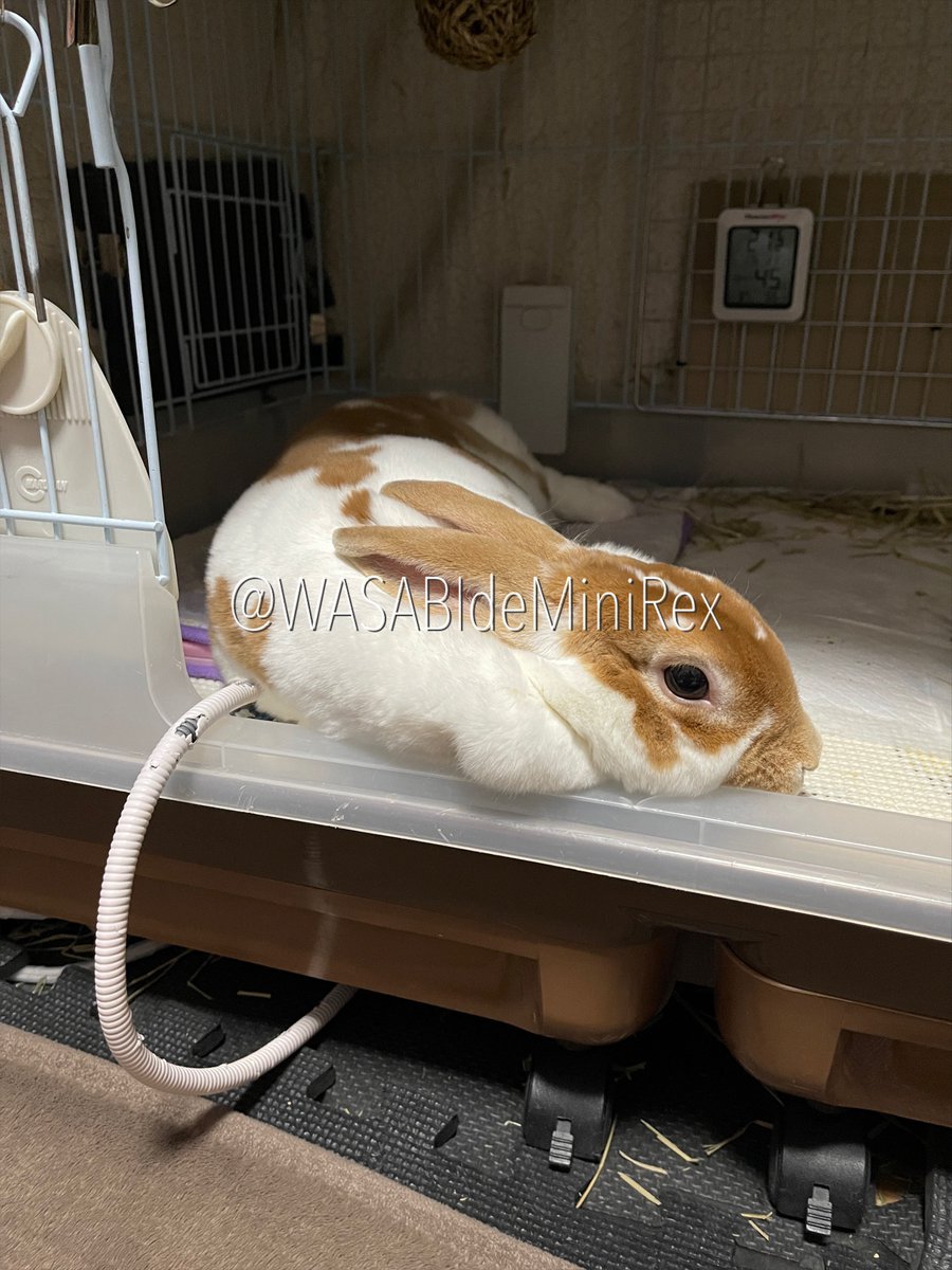 うさぎです リピ割 Rabbit complains of loneliness after being home after being