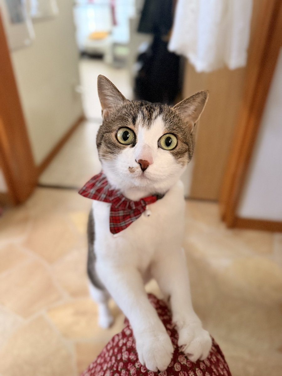 あけましておめでとうございます
2026年もよろしくお願いします

2026年最初の満月「ウルフムーン(狼月)」ならぬ「猫月」

#満月 #謹賀新年