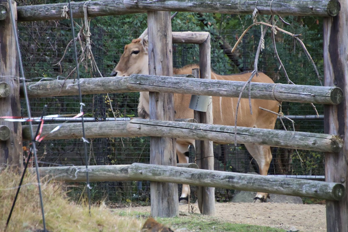 Mr.シンゲツ (@SGV_Destroyer) / Posts / X