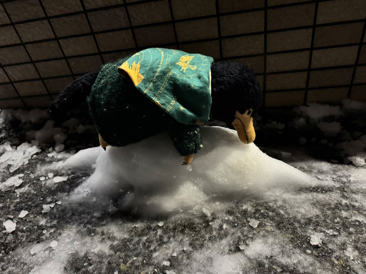 ホワイトニフラーに興味津々アルフレッド☃️
#NifflerDays