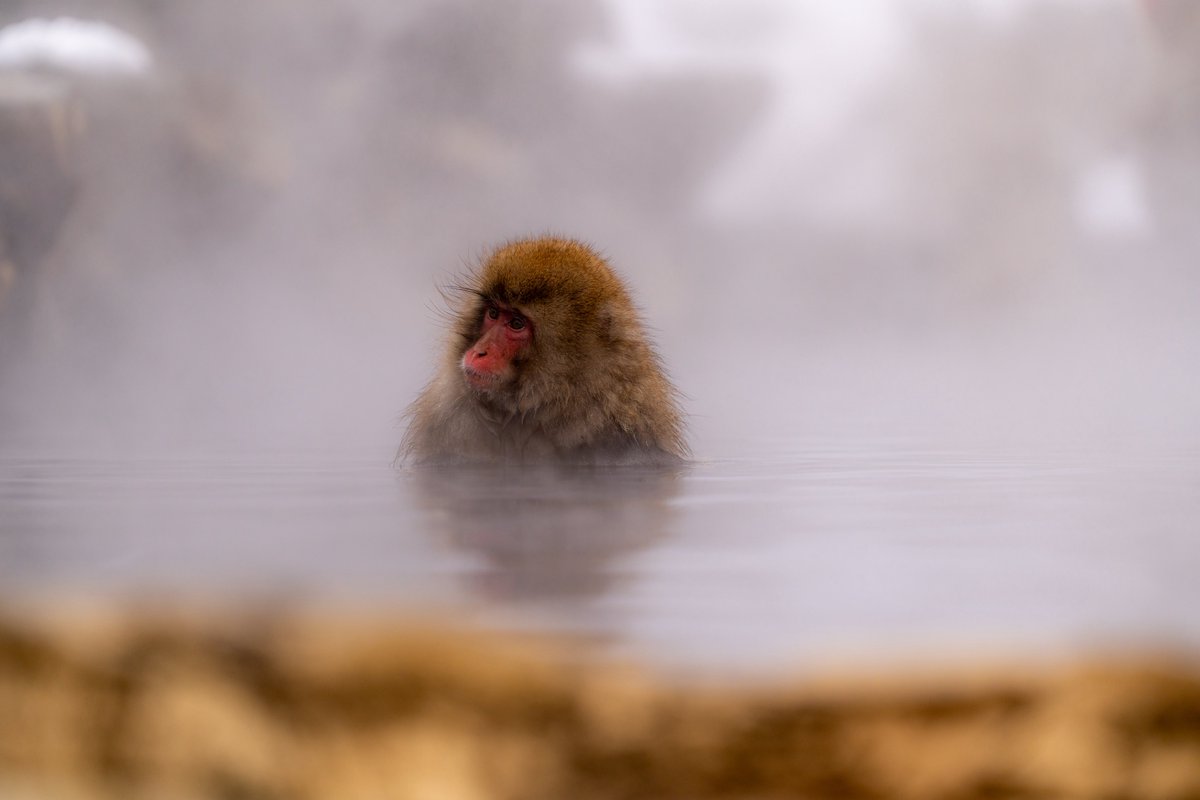 workinghormon's tweet image. おさるさんぽっかぽかで幸꒰๑•௰•`๑꒱あったかそうでとてもよかった꒰๑•௰•`๑꒱ほこ꒰๑•௰•`๑꒱