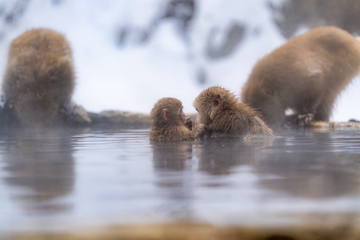 workinghormon's tweet image. おさるさんぽっかぽかで幸꒰๑•௰•`๑꒱あったかそうでとてもよかった꒰๑•௰•`๑꒱ほこ꒰๑•௰•`๑꒱