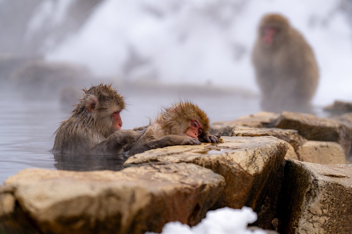 workinghormon's tweet image. おさるさんぽっかぽかで幸꒰๑•௰•`๑꒱あったかそうでとてもよかった꒰๑•௰•`๑꒱ほこ꒰๑•௰•`๑꒱