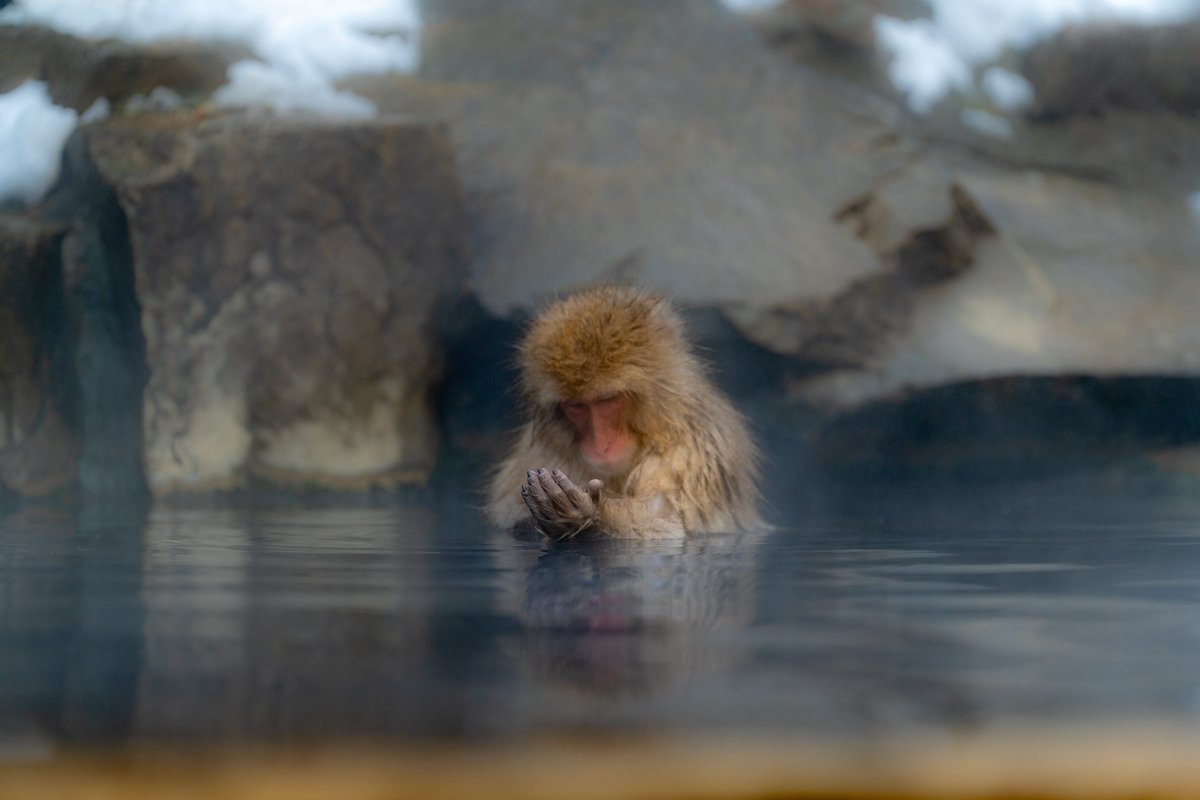 workinghormon's tweet image. おさるさんぽっかぽかで幸꒰๑•௰•`๑꒱あったかそうでとてもよかった꒰๑•௰•`๑꒱ほこ꒰๑•௰•`๑꒱